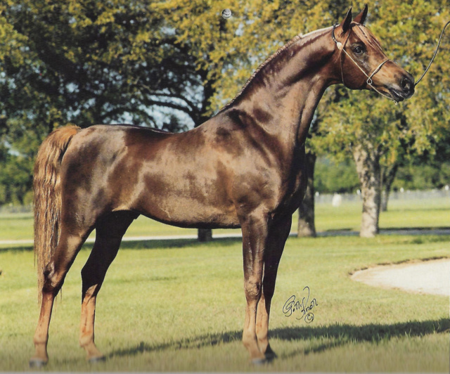 ROFANN (*Soufian x Bint Romanaa by *Morafic)