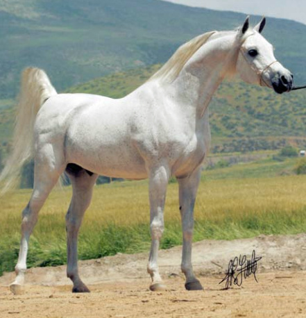 HS HERO (Simeon Sadik x Helwa Lancer by El Hilal)