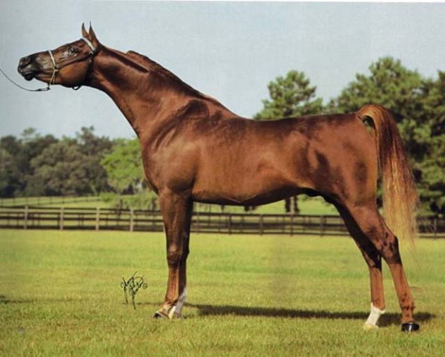 HH KASAN (*Darrag x Egyptian Magic by The Eqyptian Prince)