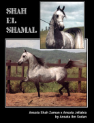 <b>Description: </b>SHAH EL SHAMAL (Ansata Shah Zaman x Ansata Jellabia by Ansata Ibn Sudan)<br/>