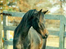 <b>Description: </b>DHAR Serr Rouf ( Serr Rou x Roufina) 1982 Saqlawi Gidran Ibn Sudan<br/><b>Copyright: </b>Diana Johnson photo