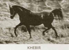 <b>Description: </b>Khebir (Fadl x Bint Bint Sabbah) 1942 Dahman Shahwan. Here trotting in the pasture of Earl and Helen Foster, Rolling Hills, California<br/>