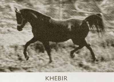 Khebir (Fadl x Bint Bint Sabbah) 1942 Dahman Shahwan. Here trotting in the pasture of Earl and Helen Foster, Rolling Hills, California