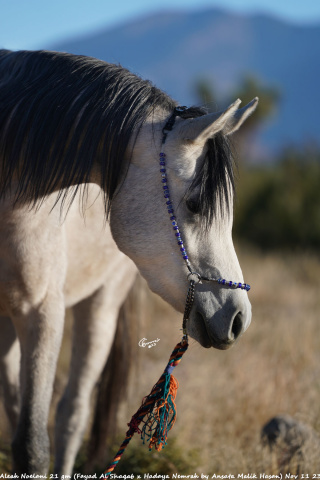 Aleah Noelani 21 gm (Fayad Al Shaqab x Hadaya Nemrah by Ansata Malik Hasan) Nov 11 23