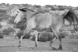 <b>Description: </b>Shaqab x Hadaya Nemrah by Ansata Malik Hasan) Nov 29 23<br/><b>Copyright: </b>C Emmert