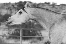 <b>Description: </b>Shaqab x Hadaya Nemrah by Ansata Malik Hasan) Nov 29 23<br/><b>Copyright: </b>C Emmert