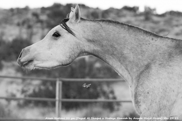 Shaqab x Hadaya Nemrah by Ansata Malik Hasan) Nov 29 23