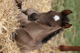 <b>Description: </b>AJNA IA FOAL PHOTO<br/><b>Copyright: </b>NLSHEGOG