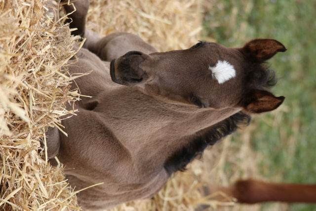 AJNA IA FOAL PHOTO