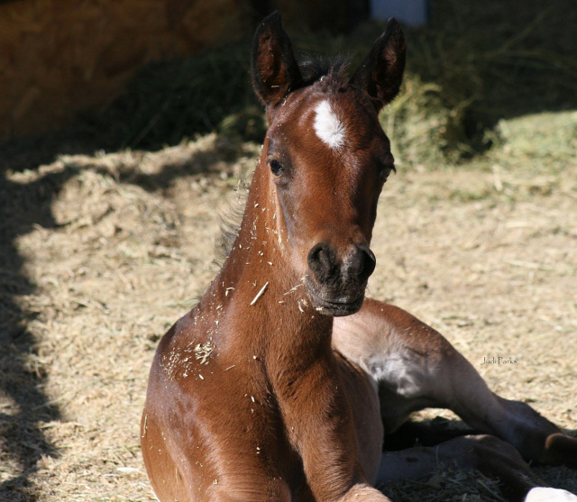 Amina El Ahsen (Ahsen El Serag x Amal Al Kamar RB)