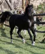 <b>Description: </b>Hu Shaihadi at Hughes Arabians, USA.<br/><b>Copyright: </b>Photo by Audrey
