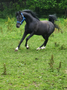 <b>Description: </b>2025 amateur snapshot of Hu Shaihadi at Hughes Arabians, USA.<br/>