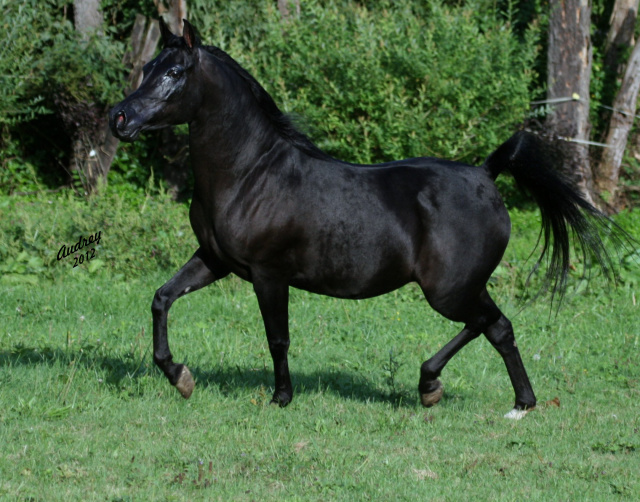 Hu Jasmin Nlace at Hughes Arabians, USA.