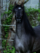 <b>Description: </b>Hu Shaikh Alkeef at Hughes Arabians, USA<br/><b>Copyright: </b>Photo by Audrey