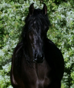 <b>Description: </b>Hu Shaimaana at Hughes Arabians, USA<br/><b>Copyright: </b>Photo by Audrey