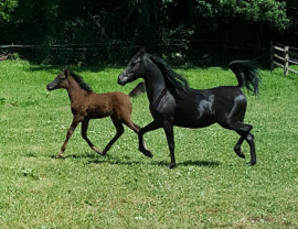 <b>Description: </b>Amateur snapshot of Hu Shaimaana at Hughes Arabians, USA<br/>