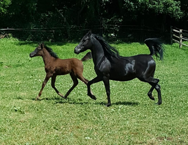 Amateur snapshot of Hu Shaimaana at Hughes Arabians, USA