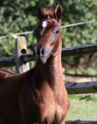 <b>Description: </b>Hu Ahmar Saif at Hughes Arabians, USA<br/><b>Copyright: </b>Photo by Audrey