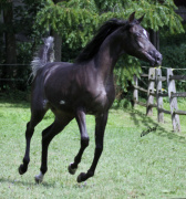 <b>Description: </b>Hu Akeela at Hughes Arabians, USA<br/><b>Copyright: </b>Photo by Audrey