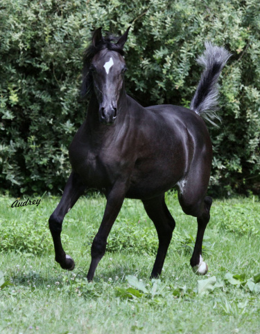 Hu Akeela at Hughes Arabians, USA