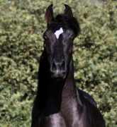 <b>Description: </b>Hu Akeela at Hughes Arabians, USA<br/><b>Copyright: </b>Photo by Audrey