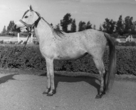 <b>Description: </b>Bint Mona (Nazeer x Mouna- EAO) 1958 Saqlawiyah Gidraniyah here as yearling in Egypt<br/><b>Copyright: </b>Forbis Photo