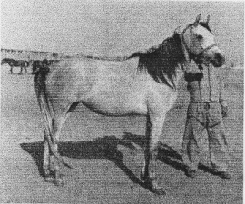 <b>Description: </b>Ansata Bint Bukra (Nazeer x Bukra) 1959 Dahmah Shahwaniyah. Her hip was knocked down when she was a foal, but she went on to produce and found a dynasty that is respected worldwide<br/><b>Copyright: </b>Forbis Photo