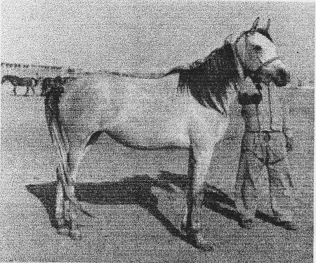 Ansata Bint Bukra (Nazeer x Bukra) 1959 Dahmah Shahwaniyah. Her hip was knocked down when she was a foal, but she went on to produce and found a dynasty that is respected worldwide