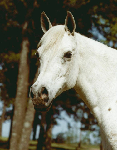  Ansata Bint Bukra (Nazeer x Bukra) 1959 Judith Forbis describes her as having a "certain indefinable essence and quality" with "an exquisite and gentle soul".