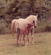 <b>Description: </b>Ansata Bint Bukra (Nazeer x Bukra) 1959 Dahmah Shahwaniyah. Here with her filly by Ansata Shah Zaman<br/><b>Copyright: </b>Forbis Photo