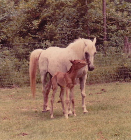 Ansata Bint Bukra (Nazeer x Bukra) 1959 Dahmah Shahwaniyah. Here with her filly by Ansata Shah Zaman