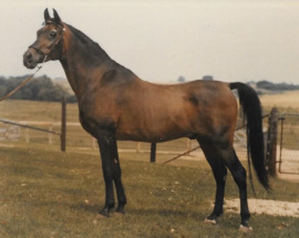 <b>Description: </b>Fabah (Fadl x Bint Bint Sabbah) 1950 Dahman Shahwan. One of the most influential stallions of SBEs <br/>