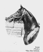 <b>Description: </b>Fabah (Fadl x Bint Bint Sabbah) 1950 Dahman Shahwan. One of the most influential stallions of SBEs <br/>