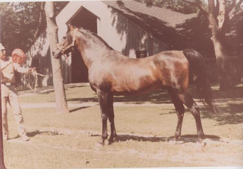 Fabah (Fadl x Bint Bint Sabbah) 1950 Dahman Shahwan. One of the most influential stallions of SBEs 