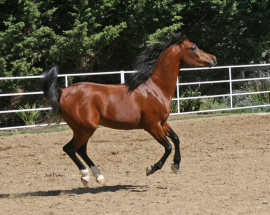 <b>Description: </b>Lebinon Al Shaqab (Alidaar x Lamia Al Shaqab)<br/><b>Copyright: </b>Judi Parks photo www.alabbasiyah.com