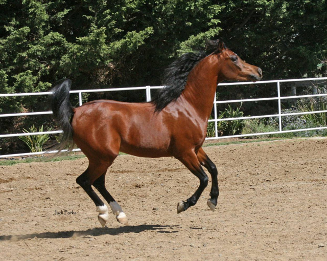 Lebinon Al Shaqab (Alidaar x Lamia Al Shaqab)