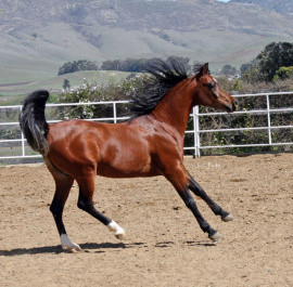 <b>Description: </b>Lebinon Al Shaqab (Alidaar x Lamia Al Shaqab)<br/><b>Copyright: </b>Judi Parks photo www.alabbasiyah.com