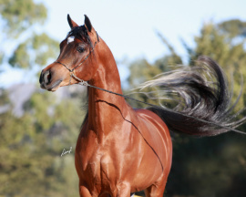 <b>Description: </b>Lebinon Al Shaqab (Alidaar x Lamia Al Shaqab)<br/><b>Copyright: </b>Darryl