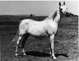 <b>Description: </b>Ansata BintMisuna (Nazeer x Maysouna) 1957 Hadbah Enzahiyah<br/><b>Copyright: </b>Forbis Photo