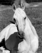 <b>Description: </b>Ansata BintMisuna (Nazeer x Maysouna) 1957 Hadbah Enzahiyah<br/><b>Copyright: </b>Forbis Photo