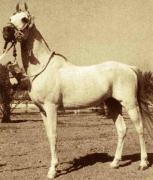 <b>Description: </b>Sid Abouhom (El Deree x Layla) 1936 Dahman Shahwan<br/>