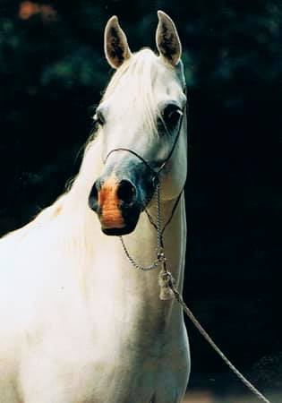 Bint Maboubah (El Shahwan x Maboubah) 1991 Dahmah Shahwaniyah