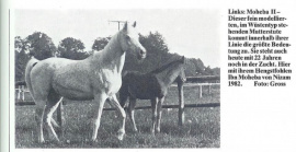 <b>Description: </b>Moheba II (Ghazal x Malacha) 1960 Dahmah Shahwaniyah. Here with her son Ibn Moheba<br/><b>Copyright: </b>Gross photo