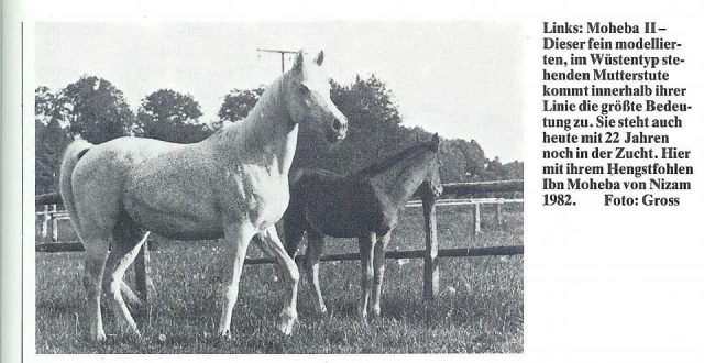 Moheba II (Ghazal x Malacha) 1960 Dahmah Shahwaniyah. Here with her son Ibn Moheba