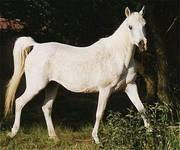 <b>Description: </b>Moheba II (Ghazal x Malacha) 1960 Dahmah Shahwaniyah ELITE MARE<br/>