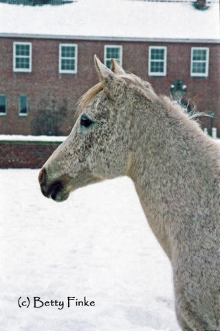 Moheba II (Ghazal x Malacha) 1960 Dahmah Shahwaniyah. Here in 1985 aged 25 in front of Lutetsburg Castle