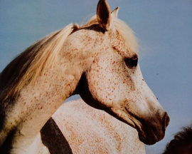 <b>Description: </b>Moheba II (Ghazal x Malacha) 1960 Dahmah Shahwaniyah ELITE MARE<br/>