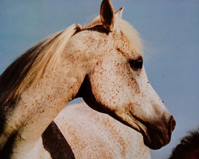 Moheba II (Ghazal x Malacha) 1960 Dahmah Shahwaniyah ELITE MARE