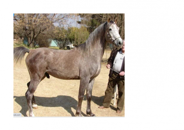 Nabilah Bareg as a young horse