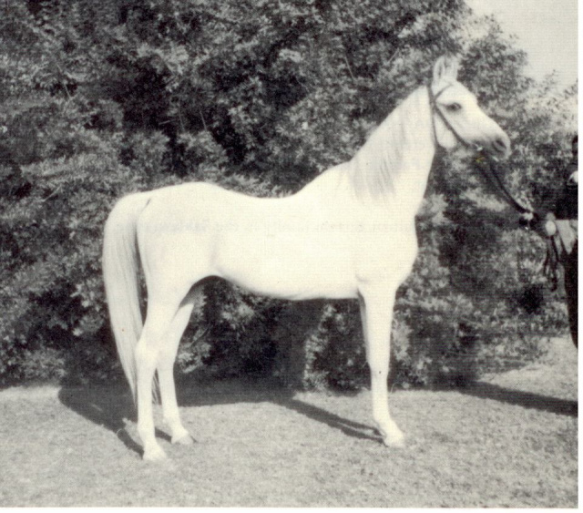 Sid Abouhom (El Deree x Layla) 1936 Dahman  Shahwan